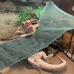 Lizard Hammock Rectangle Snake Reptile Pet Mesh Hammock For Iguanas Anoles Geckos Bearded Dragon 9 kf S18bc19538a084dee8195bc1856ac0ae4l