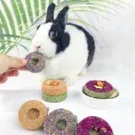 1Pcs Small Pets Rabbit Grinding Teeth Cake Cookie Chew Teeth Grinding Treats Keep Clean Teeth Hamsters Guinea Bunny Squirrels 4 kf S24387d2ae2f74556b7c560fd3fdc81b9X