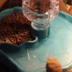 1Pc - Reptile Feeder, Turtle Food Dish, Small Pet Bowl For Reptiles And Amphibians, Removable, Easy-Clean,Small Pet Supplies 15 kf Sfe55f38d154e49b88d04d65034595303y